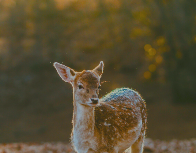 CONFÉRENCE SANS MERCI POUR LE CERF DE VIRGINIE