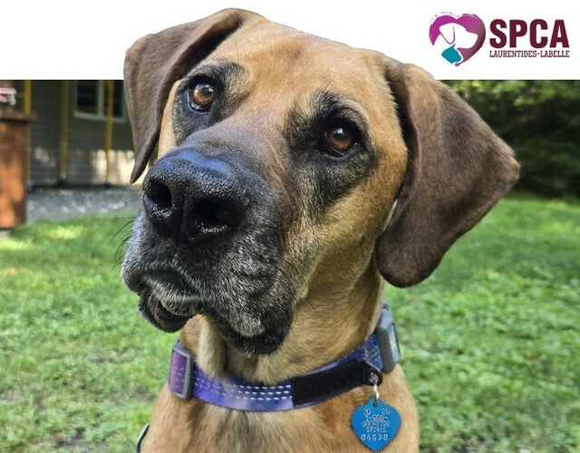 Renouvellement de licence pour chiens 2026