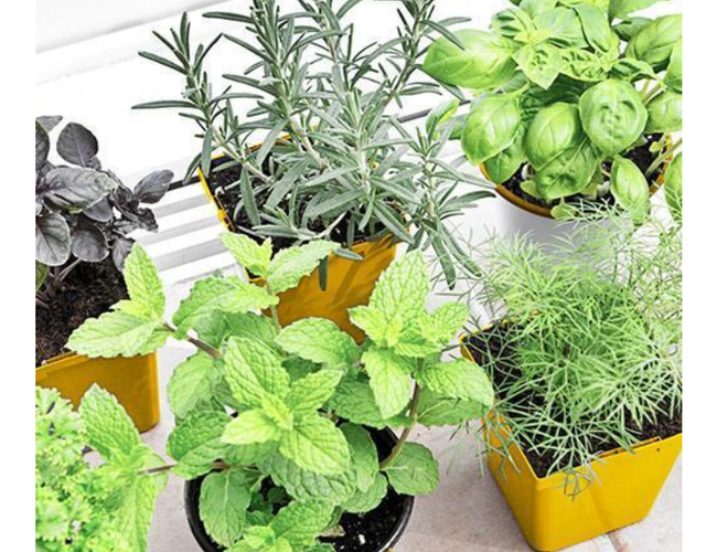 Les vertus médicinales des épices et fines herbes